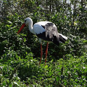 White Stork