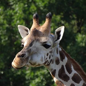 Rothschild's Giraffe