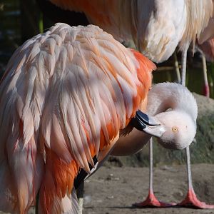 Chilean Flamingo