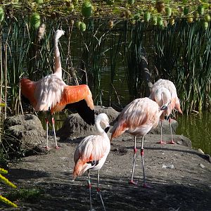 Chilean Flamingo