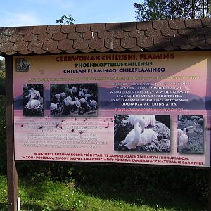 Information board about flamingos