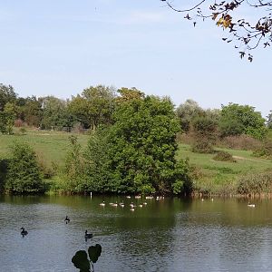 African savannah and pond