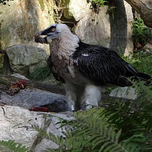 Bearded Vulture