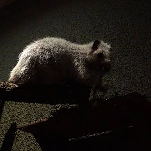 Northern Luzon Giant Cloud Rat