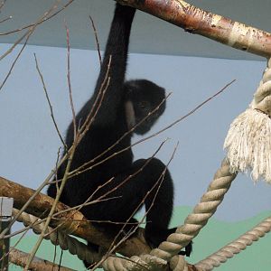 Black crested gibbon