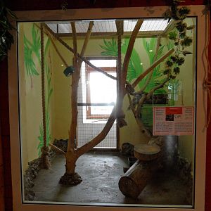 Kinkajou exhibit