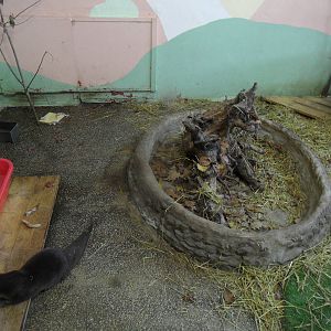 Oriental small-clawed otter exhibit #2