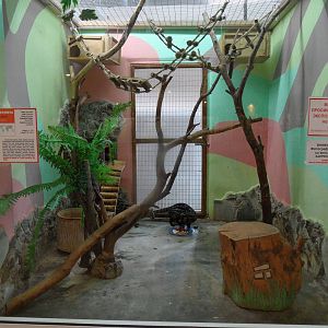 Blotched genet exhibit