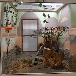 Yellow mongoose exhibit