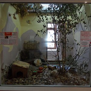 Banded mongoose exhibit