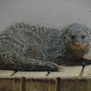 Banded mongoose