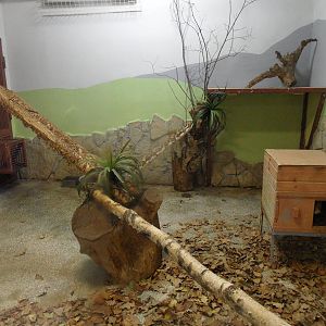 Fishing cat/Jaguar exhibit