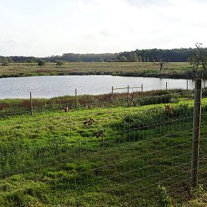 Sitatunga Exhibit at Yorkshire Wildlife Park