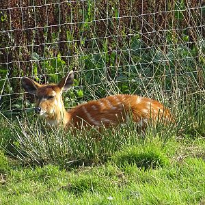 Sitatunga at Yorkshire Wildlife Park