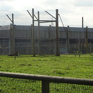 Tiger Exhibit at Yorkshire Wildlife Park