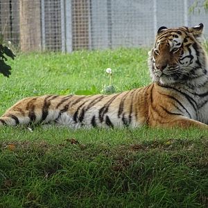Tiger at Yorkshire Wildlife Park