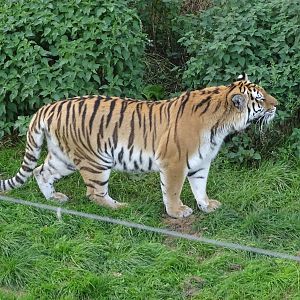 Tiger at Yorkshire Wildlife Park