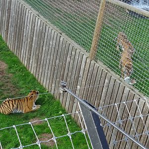All Three Tigers at Yorkshire Wildlife Park