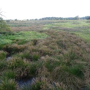 Wetlands at Yorkshire Wildlife Park