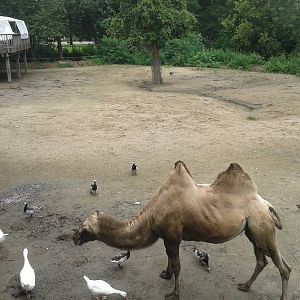 Camel-enclosure