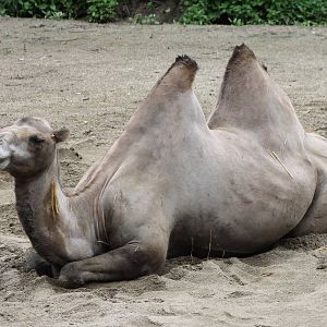 Camel