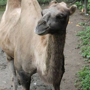 Camel
