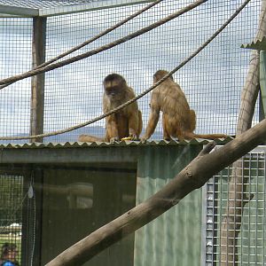 Capuchin Monkeys