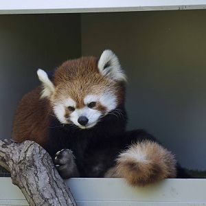 Red Panda