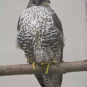 Gyrfalcon