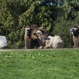 Bactrian Camel