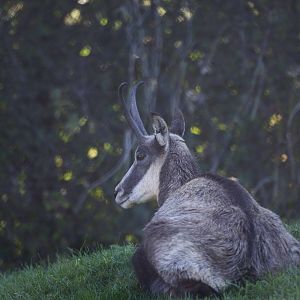 Chamois