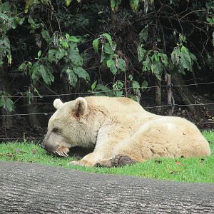 syrian brown bear chapultepec zoo