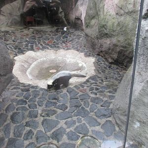 striped skunk chapultepec zoo