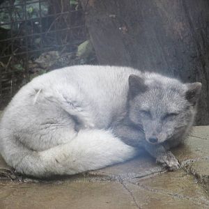 artic fox chapultepec zoo