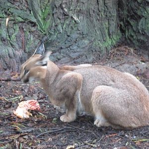 caracal chapultepec zoo