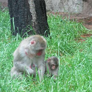 japanese macaques chapultepec zoo