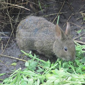 volcano rabbit or teporingo  chapultepec zoo