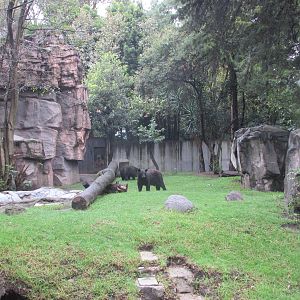 black bear exhibit chapultepec zoo
