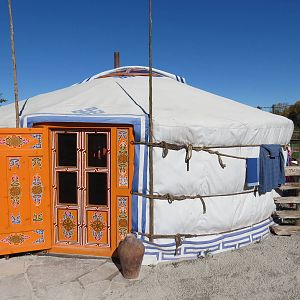 Bactrian Camel - yurt