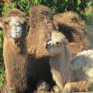 Bactrian Camel