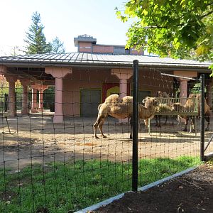 Bactrian Camel - Camel Palace