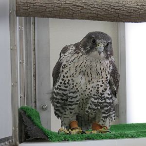 Gyrfalcon F