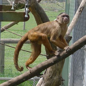 Capuchin
