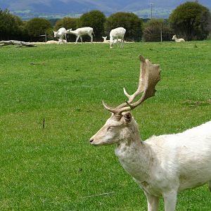 White Fallow Deer - Stag