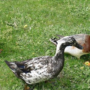 Domestic Ducks