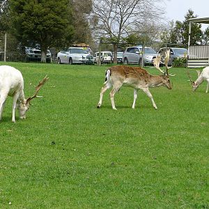 Fallow Deer