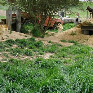 Alpine Dingo enclosure