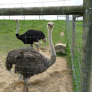 Ostrich pair