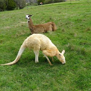 Llama and Kangaroo
