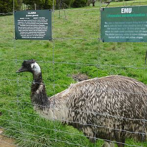 Emu and signs
